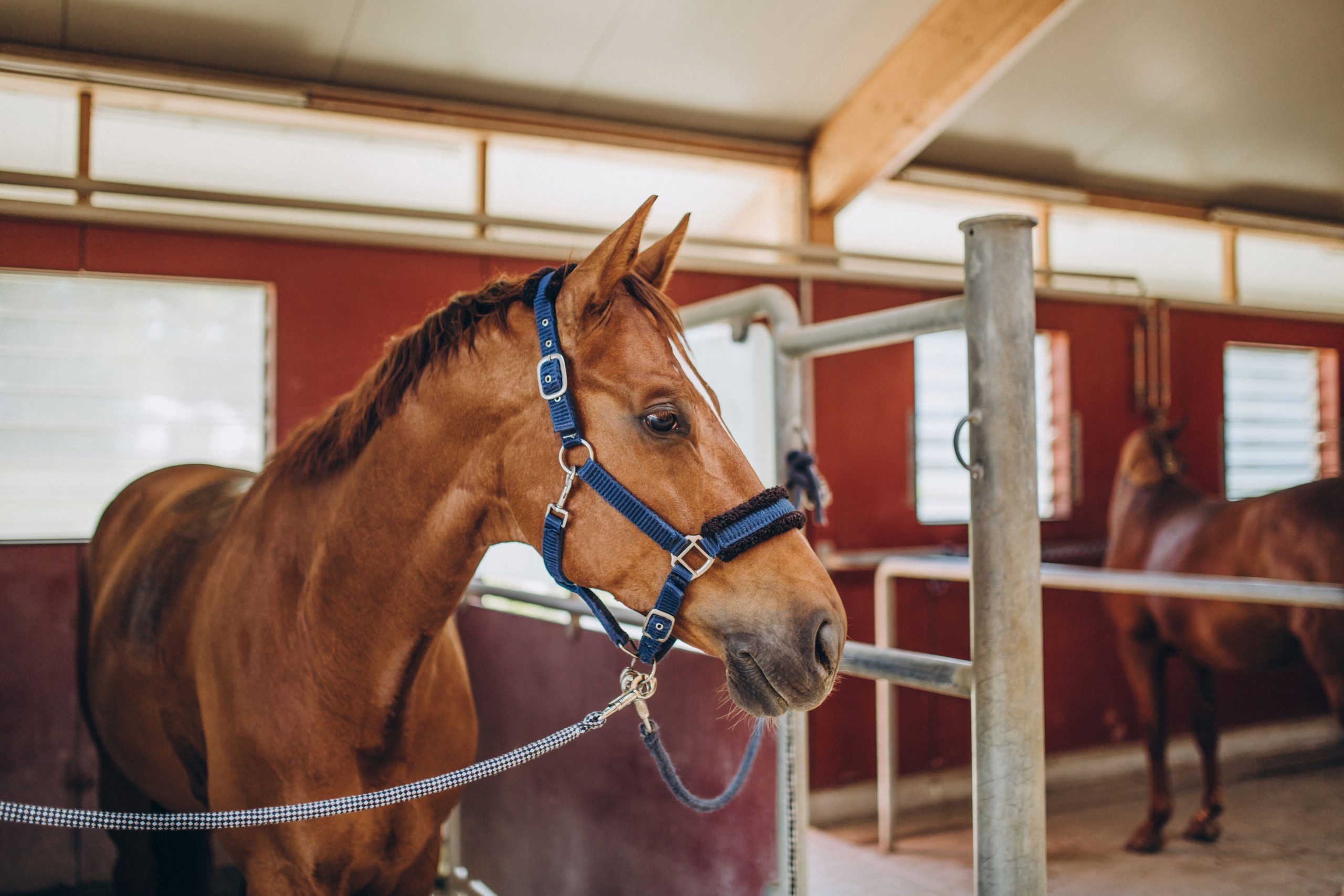 Cheval dans une écurie, illustrant l’assurance agricole, la protection des animaux et la sécurité des installations équestres.